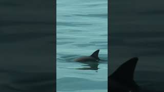 what facts about Vaquita Fish [upl. by Marilee]