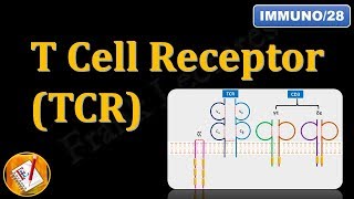 Immunology Lecture 8 T Cells Maturation and Selection 33 [upl. by Tullus785]