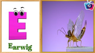 Insects Alphabet Song  Insects ABC Song  Phonics for Kids  Baby Alphabet Letters [upl. by Beckett]