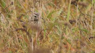 Blyths Pipit  Mongolpiplärka Anthus godlewskii [upl. by Nonah]