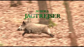 Best moments from wild boar hunting in November 2016 with Aurora Jagtrejser [upl. by Verina430]