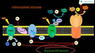 NEET Biology Photosynthesis  Light Reaction Non Cyclic Photophosphorylation [upl. by Leizahaj395]