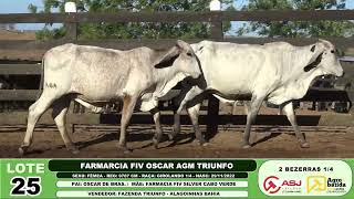 LOTE 25 2 BEZERRAS GIROLANDO 14 [upl. by Sapphire]