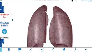 Anatomy of thorax Lecture 3 [upl. by Sola]