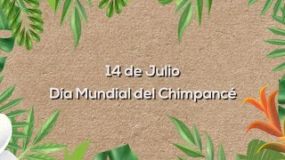 14 de julio  Día Mundial del Chimpancé [upl. by Maibach]