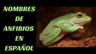 Nombres de Anfibios en Español [upl. by Hazeghi613]