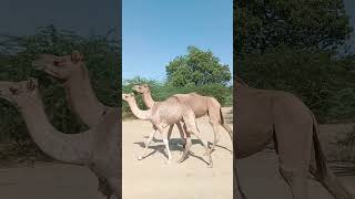 camels walking animalslife camellife camellover enjoy [upl. by Beata13]