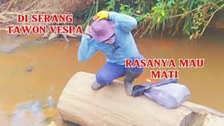 DI SERANG TAWON VESPA RASANYA MAU MATI [upl. by Keefer]