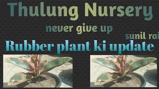 Rubber plant ki updateRubberplantkiupdate plants plantlover thulungnursery [upl. by Doble6]