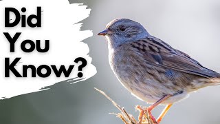 Things you need to know about DUNNOCKS [upl. by Latnahs48]