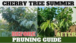 Summer Pruning for Cherry Trees Avoid Winter Fungal Risks [upl. by Nirhtak499]