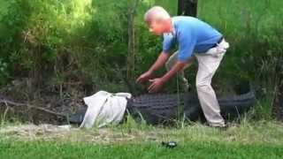 FAIL  catching an alligator [upl. by Lucic]