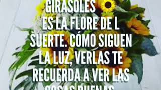 Flores girasoles RamsesVidente🔮® [upl. by Itnahsa]