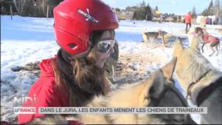 ANIMAUX  Formation à lattelage en traineau [upl. by Ytsud]