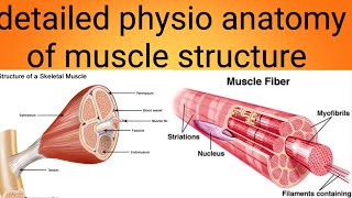 physioanatomy of muscles in detailphysiology lecture 6 [upl. by Philo400]