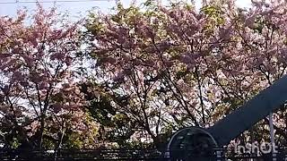 Palawan quotcherry blossoms [upl. by Neiv907]