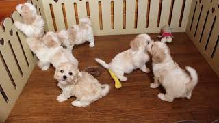 Cavachon Puppies For Sale [upl. by Ydnarb]