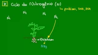 Ação das bactérias do gênero Rhizobium no ciclo do Nitrogênio  Ecologia  Biologia [upl. by Iblok]