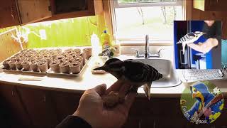 Mr Hairy Woodpecker in the Kitchen May022023 [upl. by Akemehs256]