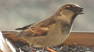 Vrabec domácí Passer domesticus House sparrow Домовый воробей Haussperling Wróbel zwyczajny [upl. by Nacim]