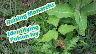 Raising Monarchs  Identifying Poison Ivy Help The Monarch Butterfly [upl. by Kimberley623]