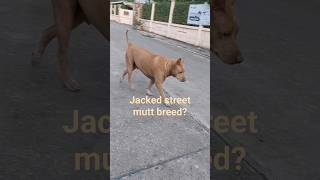 jacked up street dog what breeds [upl. by Seldun]