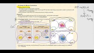 Lecture Video 8 Muscle Tissue amp Muscle Physiology [upl. by Netnilc]