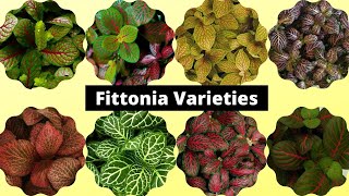 20 Most Beautiful Fittonia Varieties 2021  Nerve plant varieties [upl. by Alraep]