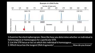 How to read STR electropherogram [upl. by Treat155]