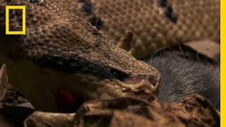 The Bushmaster Breeds Killer Babies  National Geographic [upl. by Anwat]