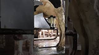 Robotic milking fullwood JOZ merlin M2 [upl. by Maggee]