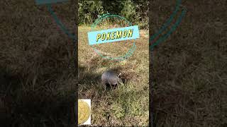 Armadillos 3 Fun Facts kidsvideo armadillos [upl. by Fielding]