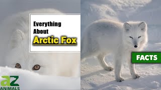 The Incredible Arctic Fox Vulpes Lagopus Complete Guide With Facts [upl. by Bywaters100]