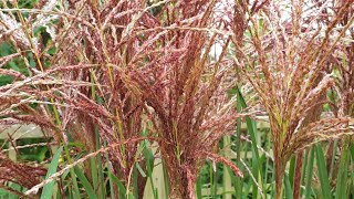 Miscanthus sinensis Malepartus [upl. by Enitsej805]