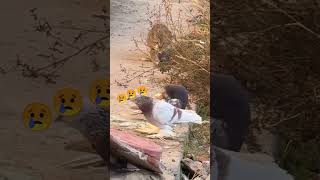 Cat catch the pigeon 🐦 pigeon pigeonwings kabootar catch cat shorts [upl. by Luebke]