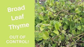 Broad Leaf Thyme  Out of Control [upl. by Mlehliw]