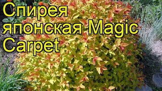 Спирея японская Волшебный ковер Краткий обзор описание характеристик spiraea japonica Magic Carpet [upl. by Jarnagin968]