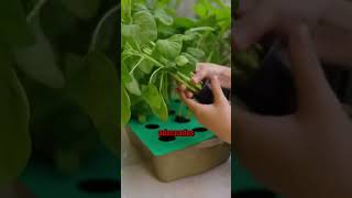 Aprende a cultivar en hidroponia hidroponik plantas jardin agricultura huertas huertocasero [upl. by Merissa105]