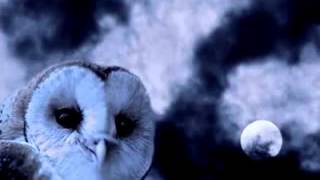 Spooky Sounds  Owl Hoots [upl. by Madea]