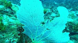 Diving St Maarten  Submarine Cave diver Hans [upl. by Leagiba690]