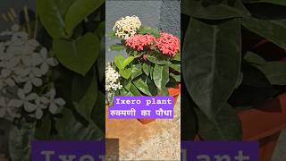 Ixora plant।।Best flowering plantरूक्मणी का पौधा 🌿 gardeningshortvideo ukkipreeti [upl. by Ettenom]