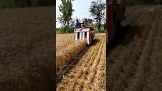 📱 📞 917600009460 paddy and wheat cutting combine harvester machine More details for contact [upl. by Barthold]