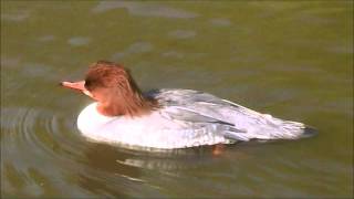 Common Merganser [upl. by Narine427]