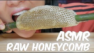 ASMR RAW HONEYCOMB EATING SOUNDS  SASASMR Part 4 [upl. by Frasch]