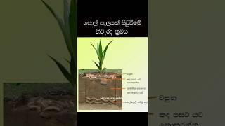 නිවැරදිව පොල් පැලයක් 🌴සිටුවා ගන්නා ක්‍රමය  Correct planting method of coconut plant agriculture [upl. by Anett]