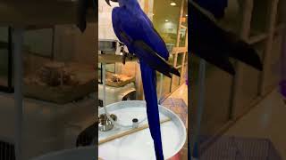 Hyacinth macaw parrot ♥︎‿♥︎ birds viral viralshorts 2024 youtube [upl. by Rolo817]