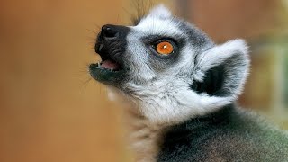 lemur sounds  lemur sound effect  lemur sound video  animal sounds 11 [upl. by Vanna423]