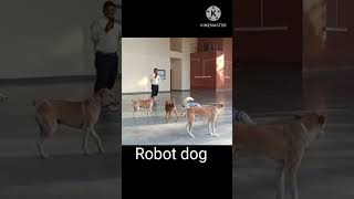 Robot dog youtubeshorts trending like shorts [upl. by Bran]