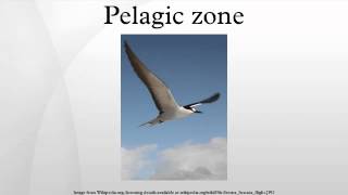 Pelagic zone [upl. by Ayaet138]