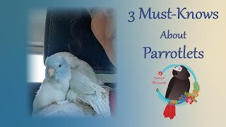 3 IMPORTANT Things You Should Know About Parrotlets ParrotBliss parrotlet [upl. by Nnylyak816]